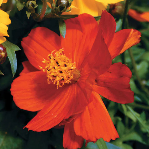 Flower Seeds, Seeds,Seeds For Planting,Plant Seeds