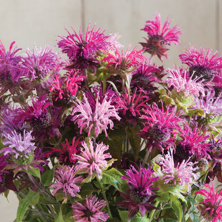 Mixed Monarda Didyma Flower Seeds for Planting – Heirloom Non-GMO, High Germination Organic Garden Seeds