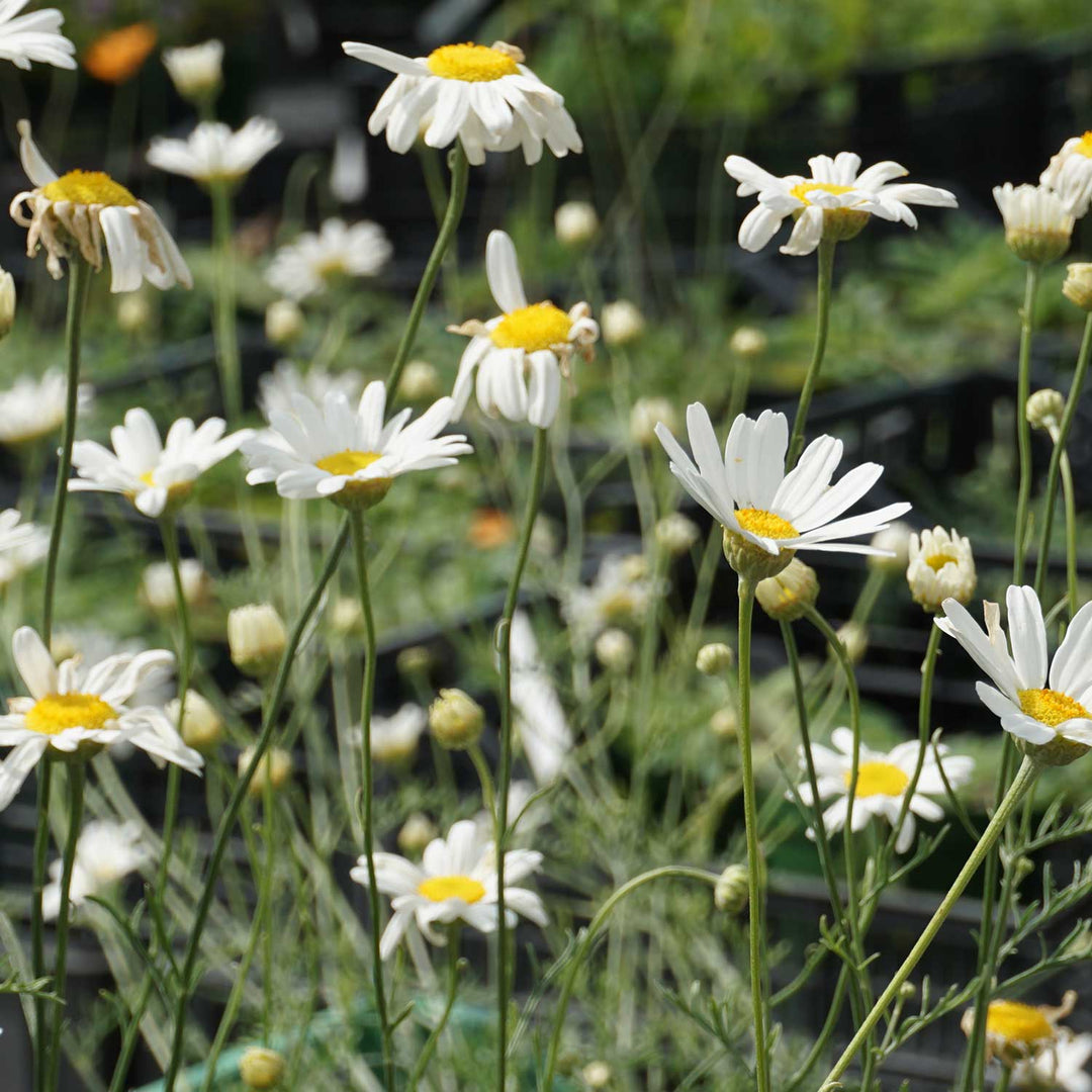 Flower Seeds, Seeds,Seeds For Planting,Plant Seeds