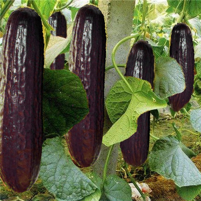 Black Cucumber Seeds for Planting – Heirloom Non-GMO Rare Vegetable Seeds with High Germination for Organic Garden Growing