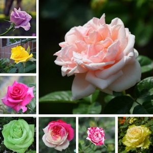 Rose Flower Seeds for Planting Mixed Colors – Vibrant Blooms, Heirloom, Non-GMO, High Germination Organic Garden Seeds