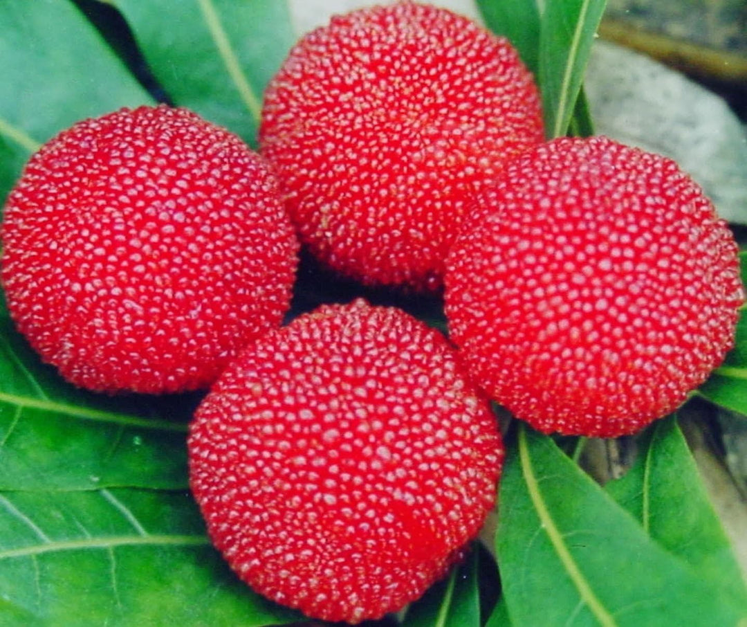 Rubra Fruit seeds for planting – Heirloom & Non-GMO Garden seeds