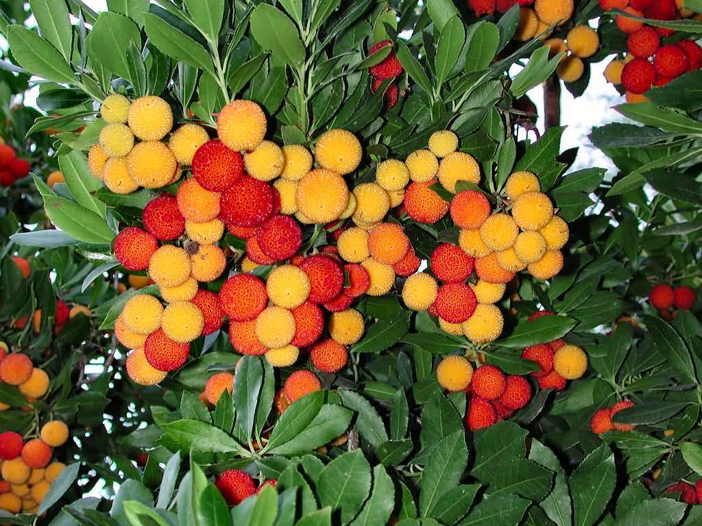 Yellow Red Bayberry Fruit Seeds for Planting – Heirloom, Non-GMO, High Germination Organic Garden Seeds for Home Garden