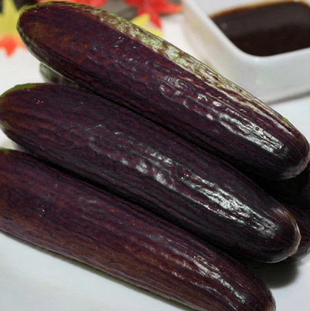 Black Cucumber Seeds for Planting – Heirloom Non-GMO Rare Vegetable Seeds with High Germination for Organic Garden Growing