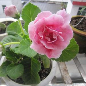 Light Pink Gloxinia Seeds for Planting – Low Maintenance, Heirloom, Non-GMO Organic Garden Seeds