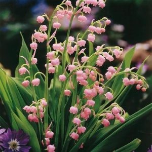 Bell Orchid Flower Seeds for Planting – Heirloom Non-GMO Seeds, High Germination for Home Garden