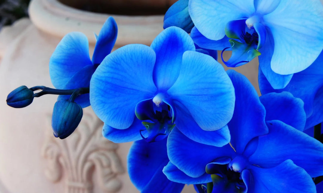 Sky Blue Phalaenopsis Flower Seeds for Planting – Heirloom, Non-GMO, High Germination Garden Seeds
