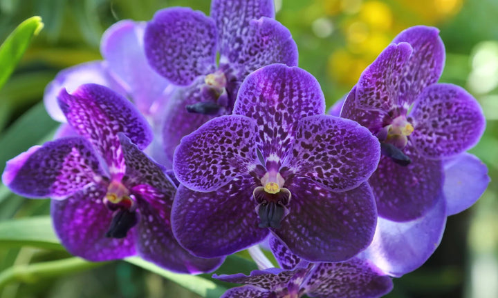 Violet Vanda Orchid Flower Seeds for Planting – Heirloom Non-GMO, High Germination Organic Garden Seeds