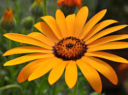 Cape Marigold Flower Seeds for Planting | Heirloom Non-GMO Organic Garden Seeds | Easy to Grow, 100pcs