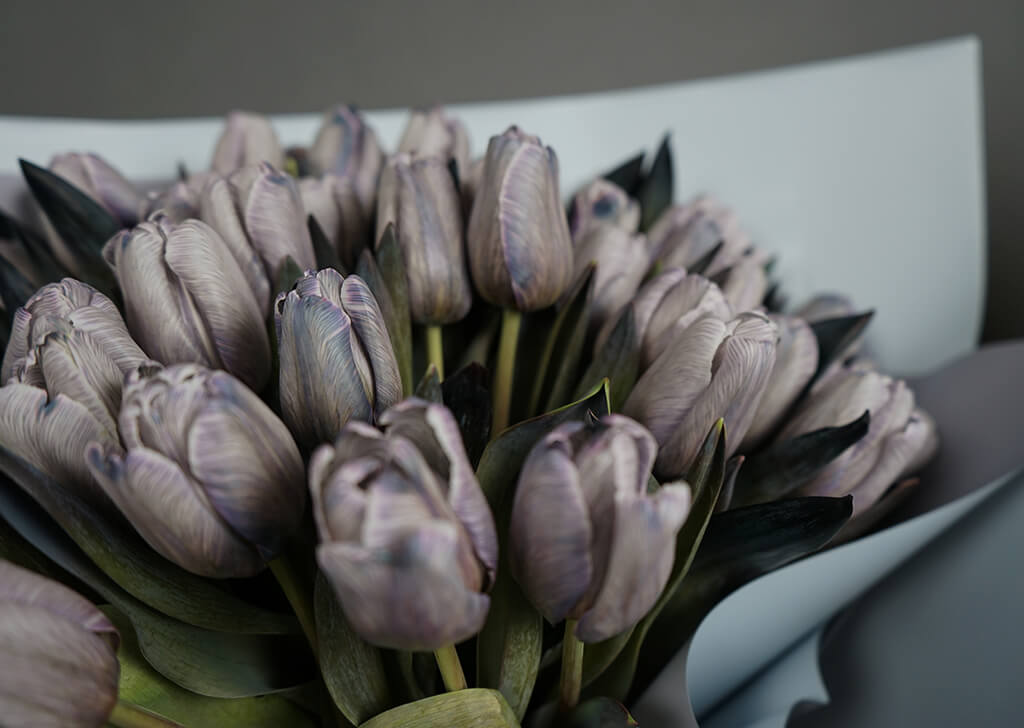 Dark Gray Tulip Flower Seeds for Planting - Heirloom, Non-GMO, High Germination Organic Garden Seeds