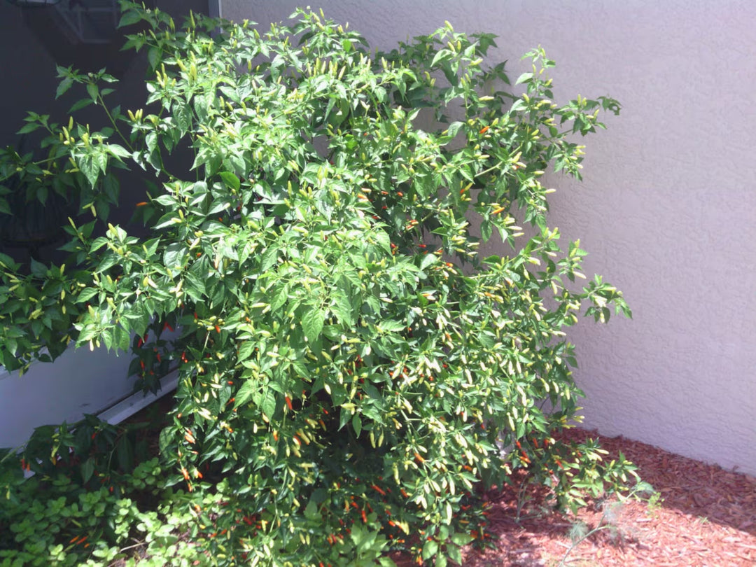 Florida Grove Pepper Seeds for Planting – Heirloom Non-GMO High Germination Organic Garden Seeds, Sweet and Mild Peppers