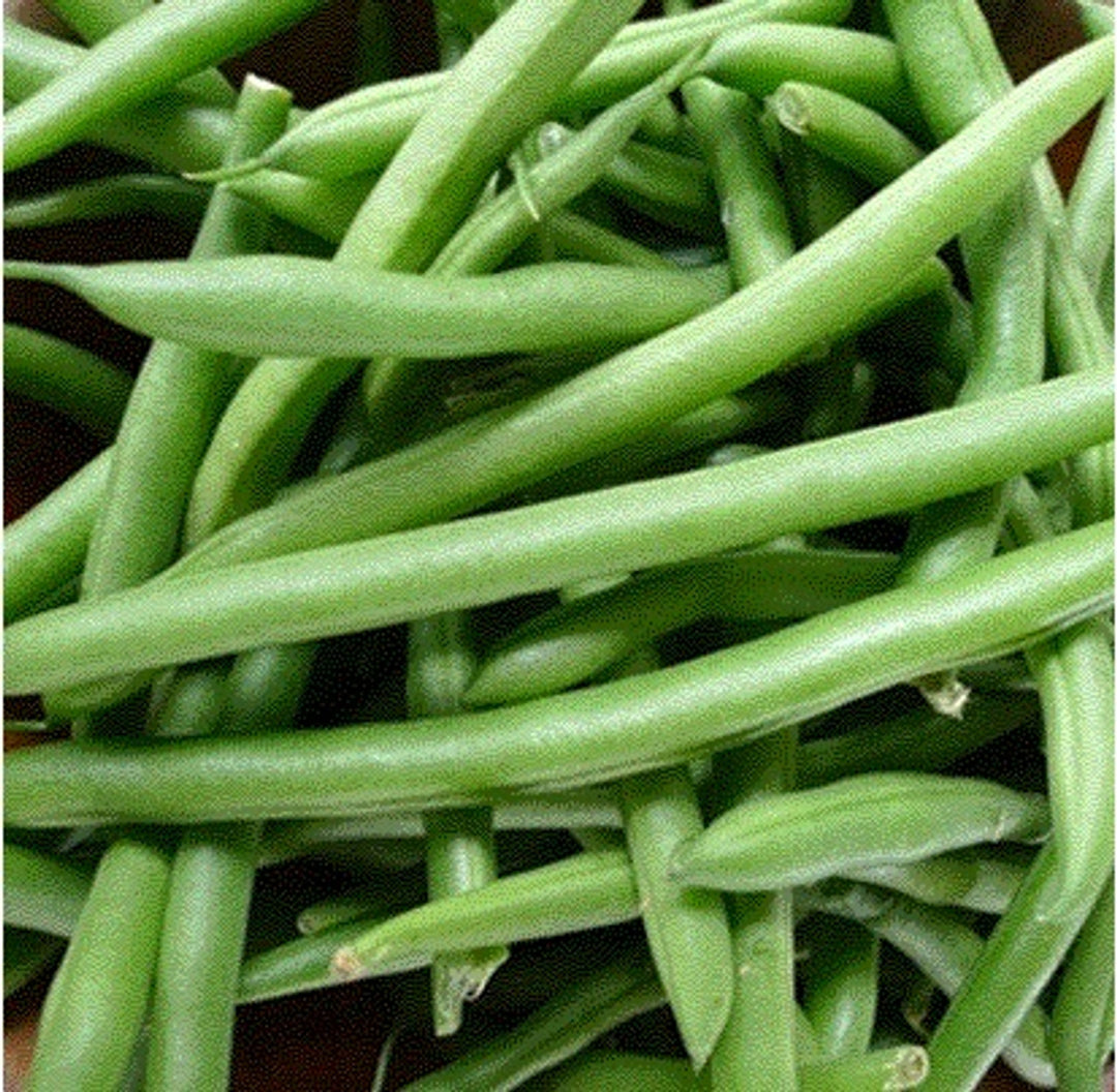 Green Contender Bean Vegetable Seeds – Heirloom, Non-GMO Seeds for Planting Productive Garden Beans