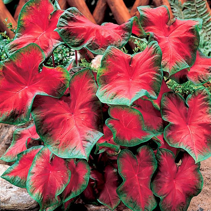 Caladium Bicolor Red Mix Flower Seeds – Heirloom, Non-GMO, High Germination Organic Garden Seeds for Planting