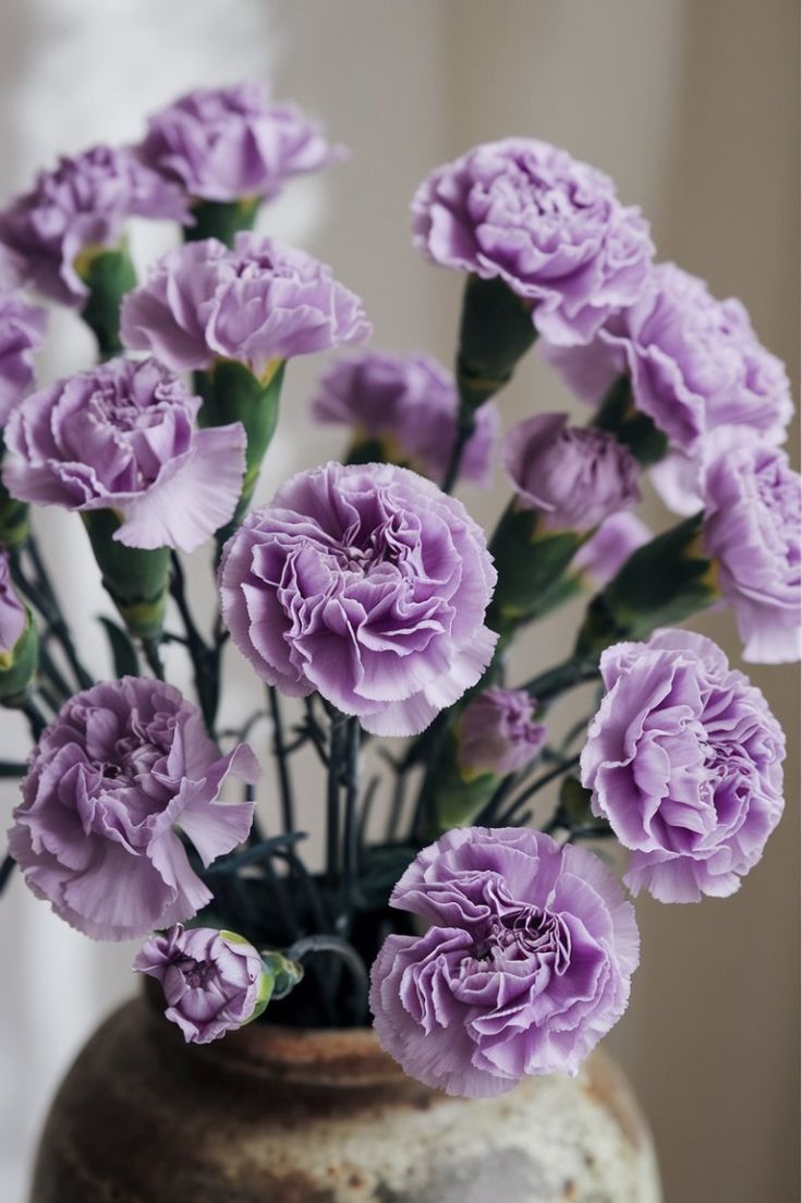 Violet Carnation Flower Seeds – Heirloom, Non-GMO, High Germination Organic Garden Seeds for Planting