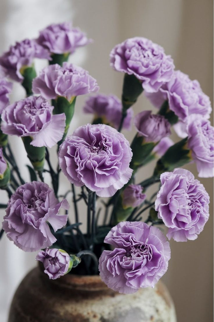 Violet Carnation Flower Seeds – Heirloom, Non-GMO, High Germination Organic Garden Seeds for Planting