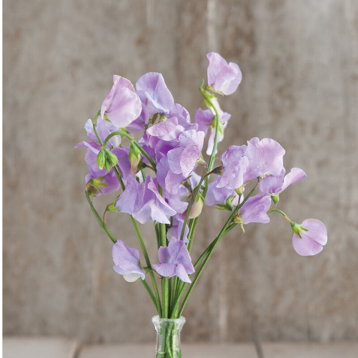 Lavender Sweet Pea Flower Seeds for Planting – Heirloom, Non-GMO, Wildflower Mix Organic Garden Seeds