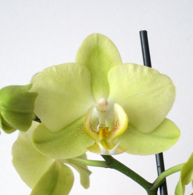 Light Green Orchid Flower Seeds for Planting – Easy to Grow, Heirloom & Non-GMO Seeds for Home Garden