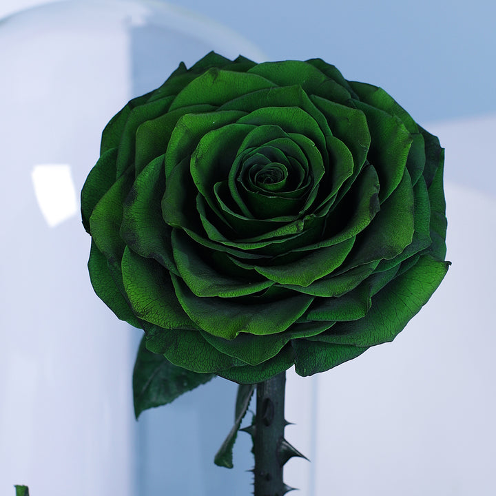 Dark Green Rose Flower Seeds for Planting – Heirloom, Non-GMO, Shade Tolerant, High Germination