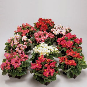 Flower Seeds, Seeds,Seeds For Planting,Plant Seeds