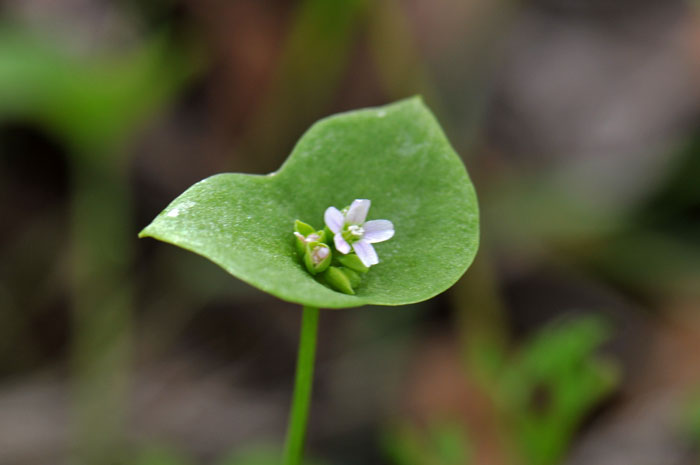 Green Claytonia Flower Seeds for Planting – Heirloom Non-GMO High Germination Organic Garden Seeds