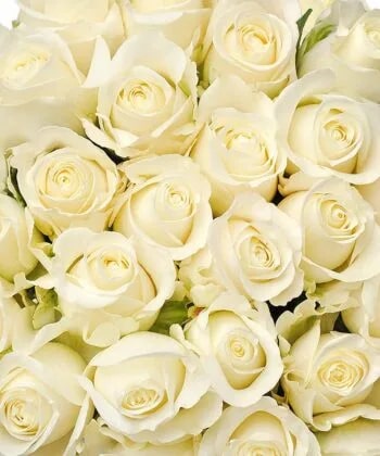 White Holland Rose Flower Seeds for Planting – Wildflower Mix, Heirloom & Non-GMO Seeds for Home Garden