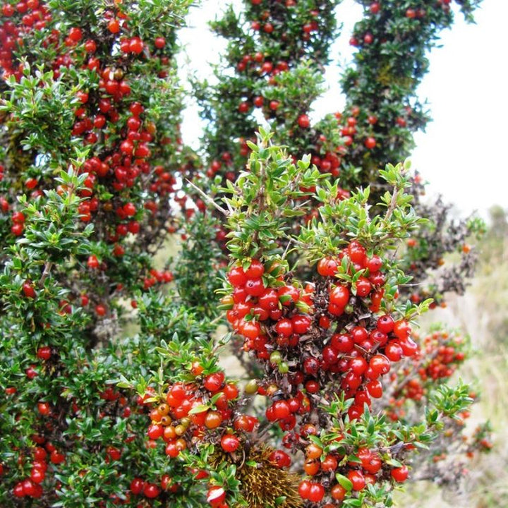 Red Coprosma Nitida fruit seeds for planting – Heirloom & Non-GMO vibrant yard garden seeds