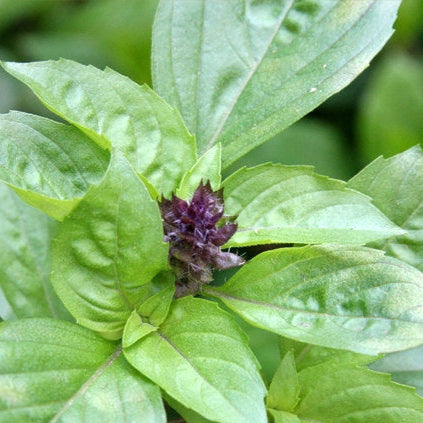 Cinnamon Basil Herb Seeds for Planting – Heirloom, Non-GMO Top Choice Seeds for Flavorful Gardens