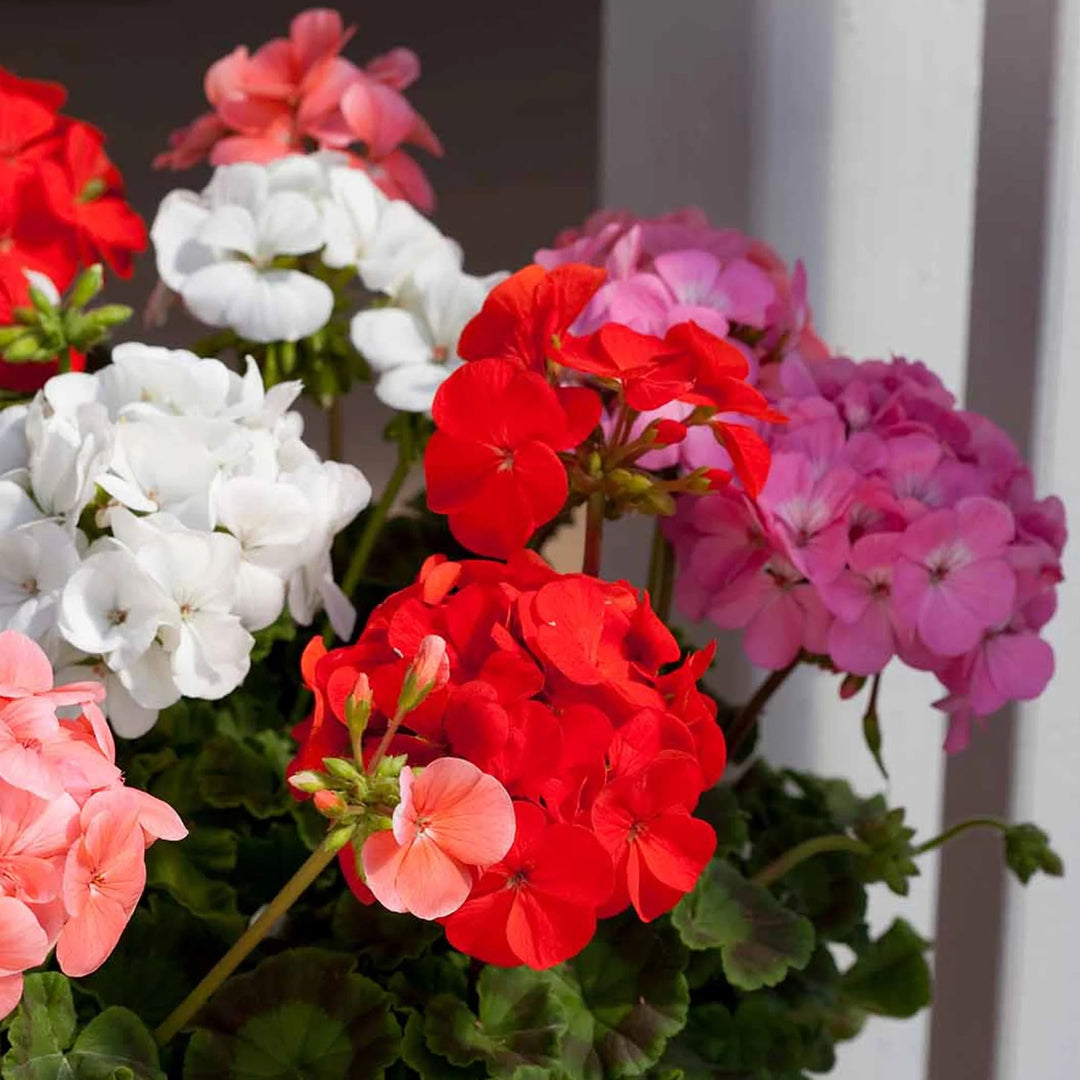 Geranium Flower Seeds for Planting – Vibrant Colors, Heirloom &amp; Non-GMO Organic Garden Seeds