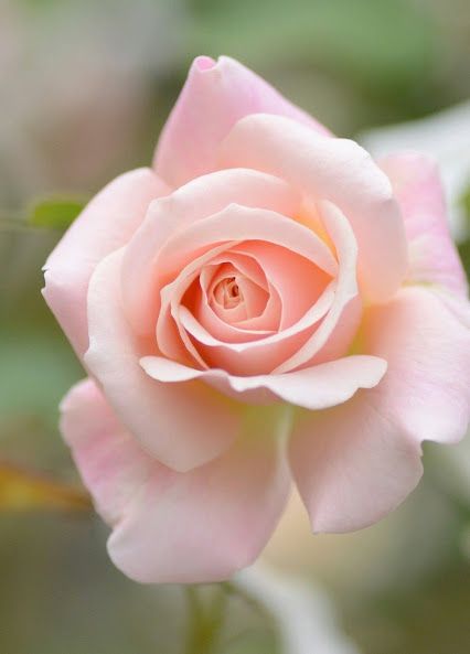Cream Rose Flower Seeds for Planting – Heirloom, Non-GMO, High Germination Organic Garden Seeds