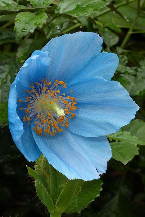 Sky Blue Eschscholtzia Flower Seeds for Planting – Heirloom, Non-GMO, High Germination Organic Garden Seeds for Cut Flower Gardens