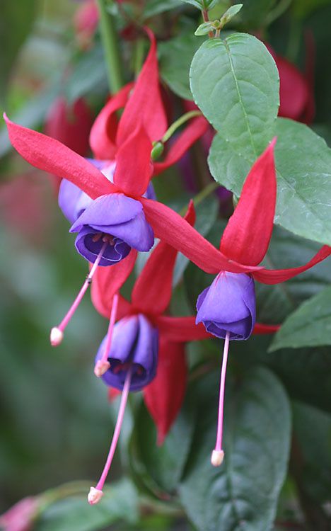 Red Blue Fuchsia Flower Seeds for Planting – Heirloom, Non-GMO, High Germination Seeds