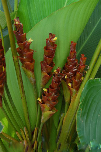 Brown Calathea Lutea Flower Seeds for Planting – Heirloom Non-GMO, High Germination Organic Garden Seeds