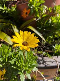 Cape Marigold Flower Seeds for Planting | Heirloom Non-GMO Organic Garden Seeds | Easy to Grow, 100pcs