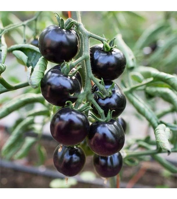 Black Cherry Tomato Seeds for Planting – Heirloom, Non-GMO, Sweet Vegetable Garden Seeds – High Germination