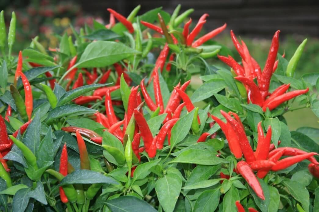 Red Hot Pepper Vegetable Seeds for Planting – Heirloom & Non-GMO Seeds for Spicy Garden Harvests