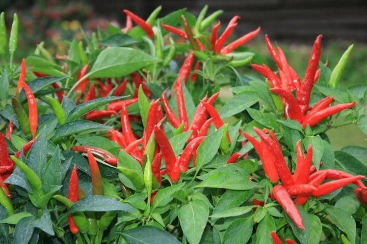 Red Hot Pepper Vegetable Seeds for Planting – Heirloom & Non-GMO Seeds for Spicy Garden Harvests