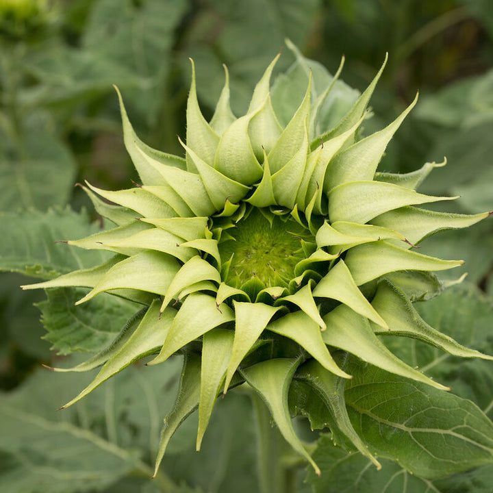 Sea Green Sunflower Perennial Flower Seeds for Planting – Heirloom, Non-GMO, High Germination Organic Garden Seeds