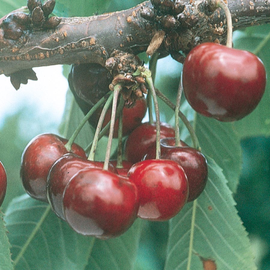 Lapins Sweet Cherry Fruit Seeds for Garden Planting – Heirloom, Non-GMO, Juicy Red Fruit