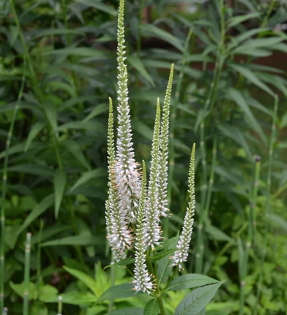 White Culver’s Root Herb Seeds for Planting – Heirloom, Non-GMO, Organic Garden Seeds with High Germination