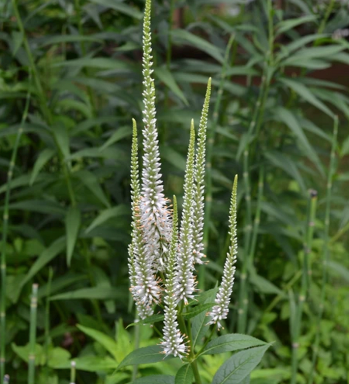 White Culver’s Root Herb Seeds for Planting – Heirloom, Non-GMO, Organic Garden Seeds with High Germination