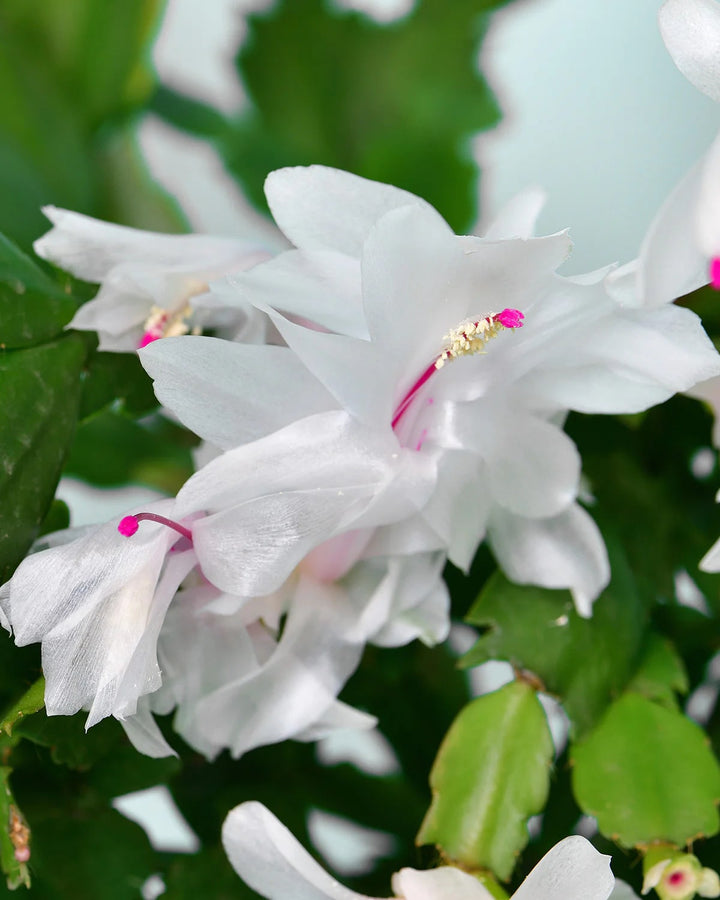 White Schlumbergera Flower Seeds for Planting – Heirloom, Non-GMO, High Germination Seeds