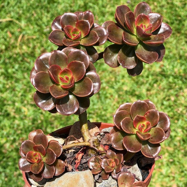 Brown Succulent Flower Seeds for Planting – Colorful Display, Heirloom &amp; Non-GMO Home Garden Seeds
