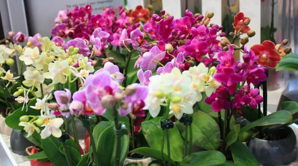 Mixed Phalaenopsis Orchid Flower Seeds for Planting – Heirloom, Non-GMO, High Germination Organic Garden Seeds