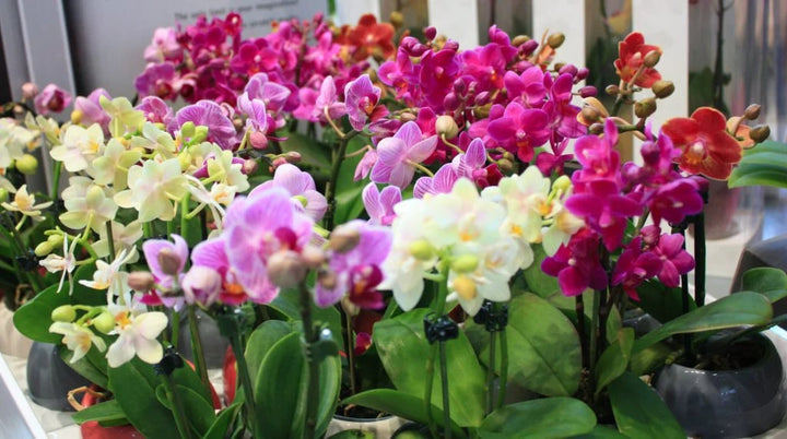 Mixed Phalaenopsis Orchid Flower Seeds for Planting – Heirloom, Non-GMO, High Germination Organic Garden Seeds