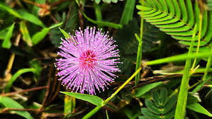 Pink Mimosa Flower Seeds for Planting | Heirloom Non-GMO Organic Garden Seeds | Garden Favorite, 100pcs
