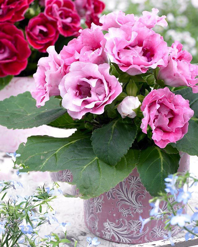 Pink Brazilian Gloxinia Flower Seeds for Planting – Heirloom, Non-GMO, High Germination Organic Garden Seeds
