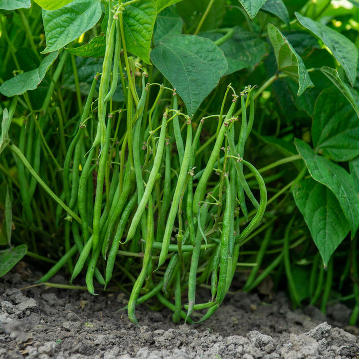 Green Lake Bean Vegetable Seeds for Planting – Heirloom & Non-GMO Garden Seeds for Productive Harvests