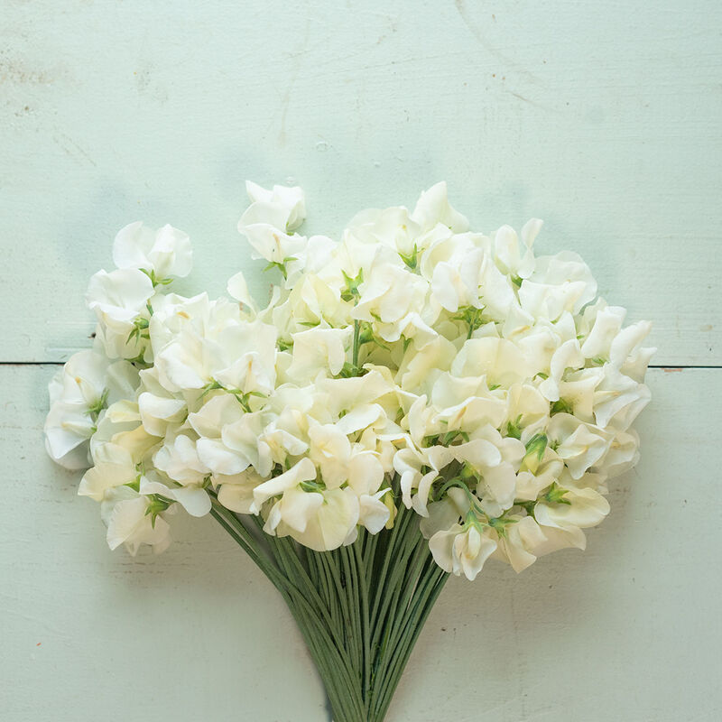 Cream Sweet Pea Flower Seeds for Planting – Heirloom, Non-GMO, Compact Growth, High Germination