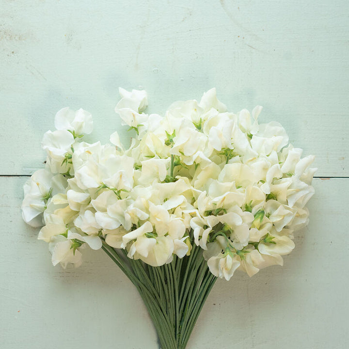 Cream Sweet Pea Flower Seeds for Planting – Heirloom, Non-GMO, Compact Growth, High Germination