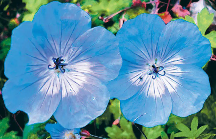 Geranium White Blue Flower Seeds for Planting 100 pcs - Low Maintenance, Heirloom & GMO Free Seeds for Home Garden